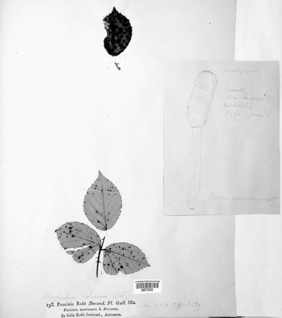 Phragmidium rubi-idaei image
